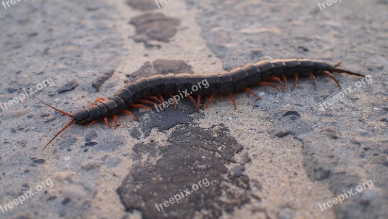 Centipede Insects Home Centipede Asphalt Free Photos