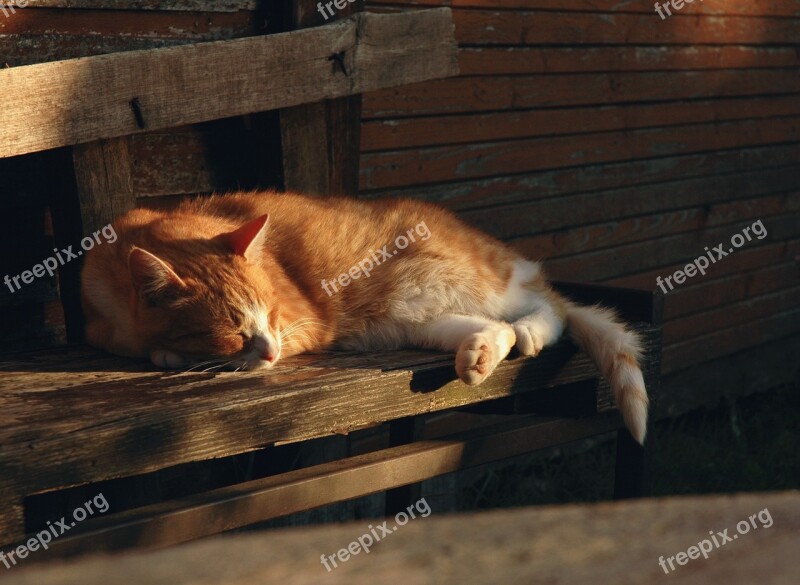 Cat Rest Cute Pet Animal