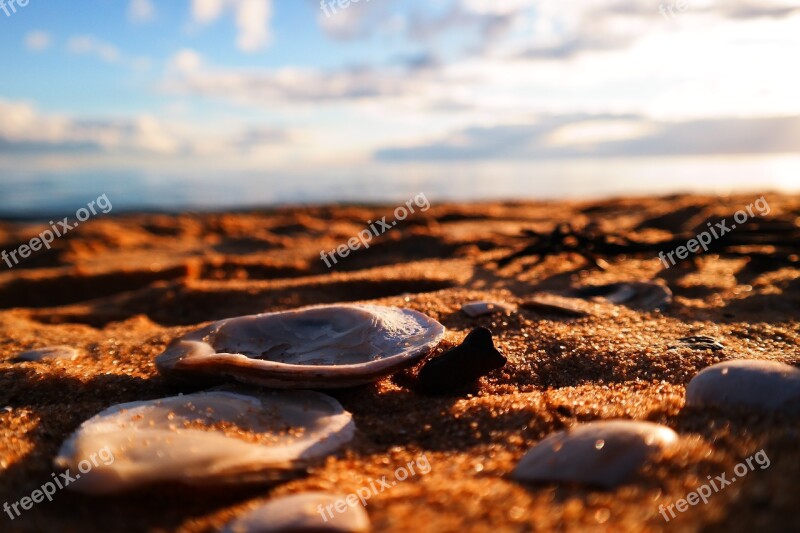 Sands Shells Clam Beach Nature