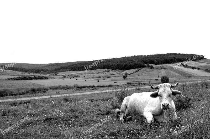 Cow Pasture Black And White Cattle Cow Portrait