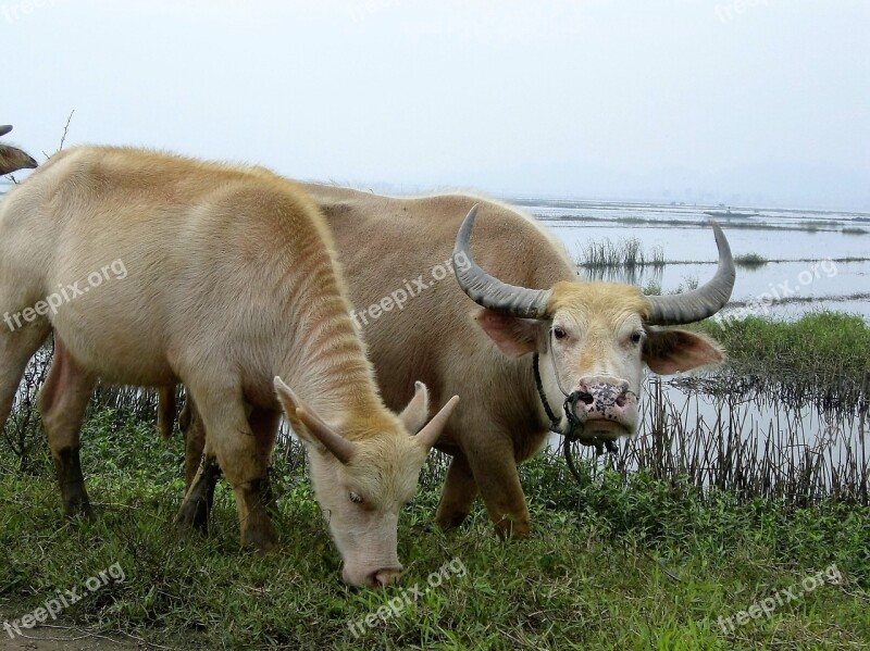 Buffalo Asia Viet Nam Rice Fields Free Photos