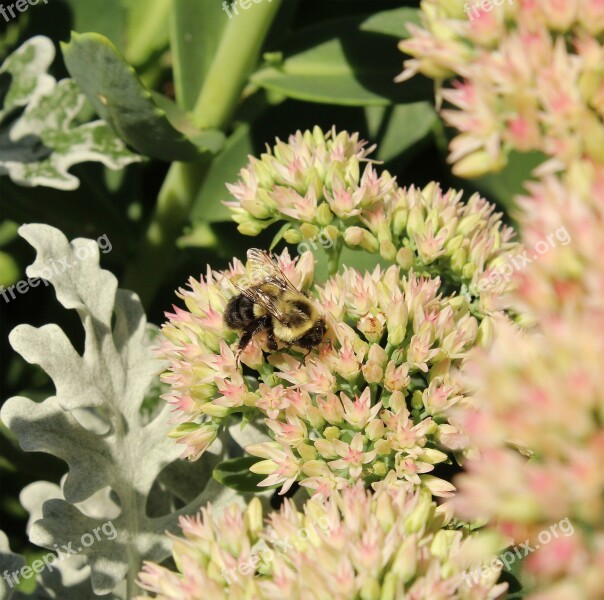 Bee Insect Flower Nature Honey