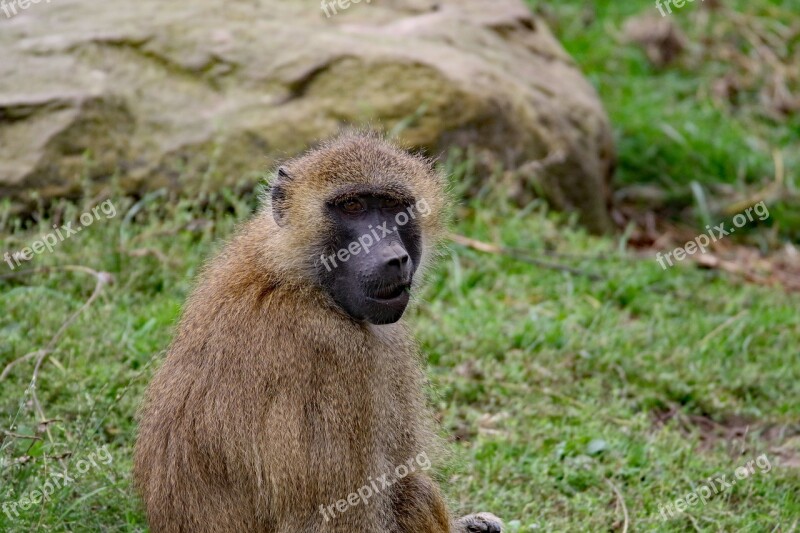 Baboon Monkey Wildlife Animal Nature