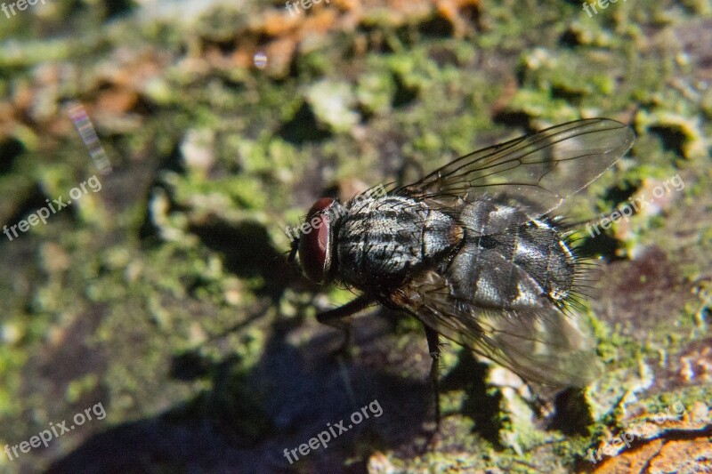 Fly Insect Close Up Compound Eyes Free Photos