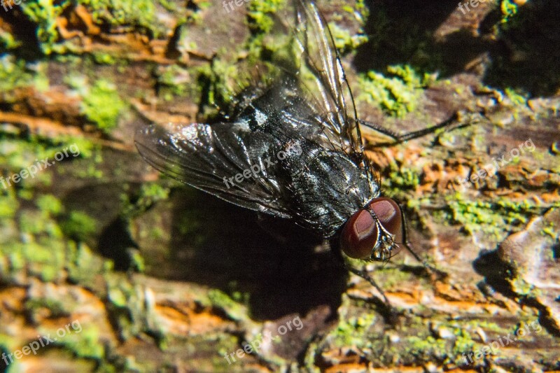 Fly Insect Close Up Compound Eyes Free Photos