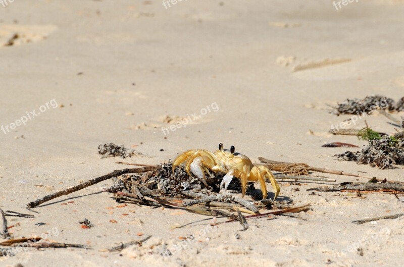 Sand Crab Beach Wildlife Nature Crab