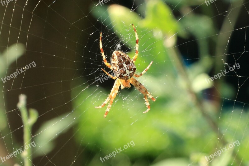 Spider Araneus Cobweb Close Up Nature