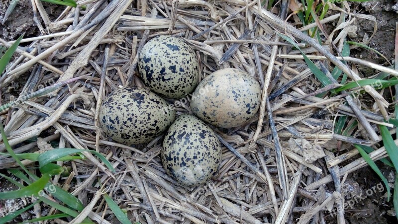 Eggs Quail Nature Free Photos