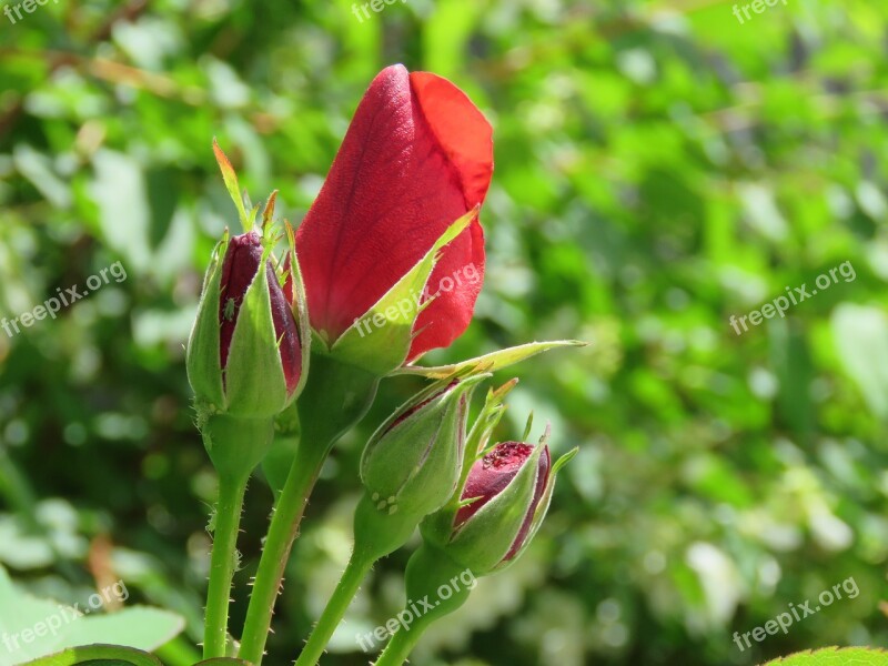 Red Rose Rose Flower Red Floral