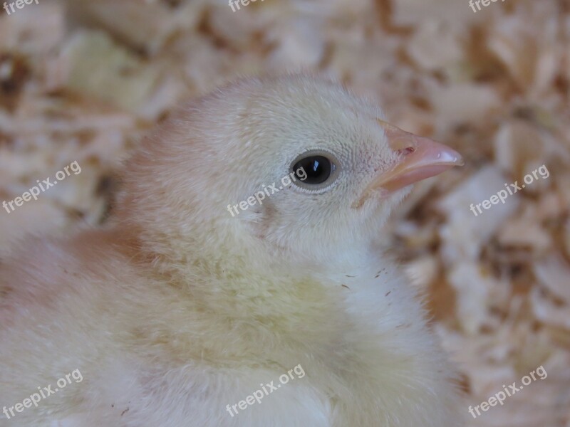 Chick Chicken Farm Bird Young