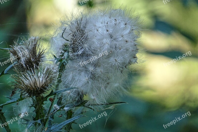 Flying Seeds Thistle Seeds Close Up Nature