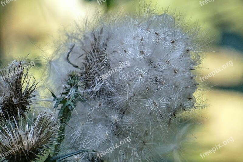 Seeds Flying Seeds Thistle Nature Faded