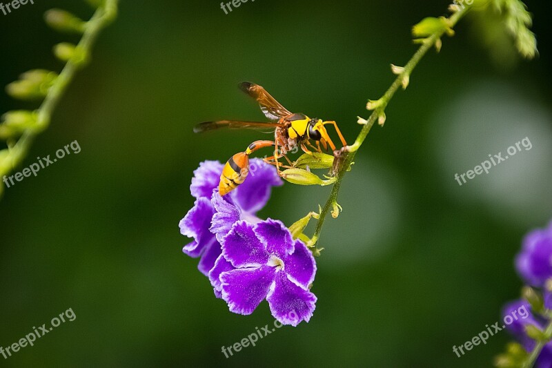 Insects The Tigers Animals Wasp Free Photos