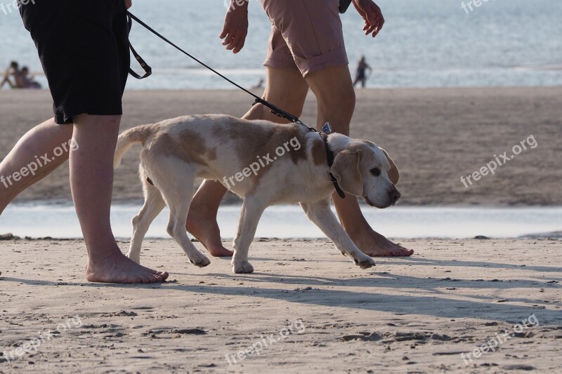 Beach Dog On Leash Canvas Duty Sand Beach