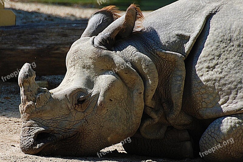 Rhino Closeup Pachyderm Zoo Rhinoceros