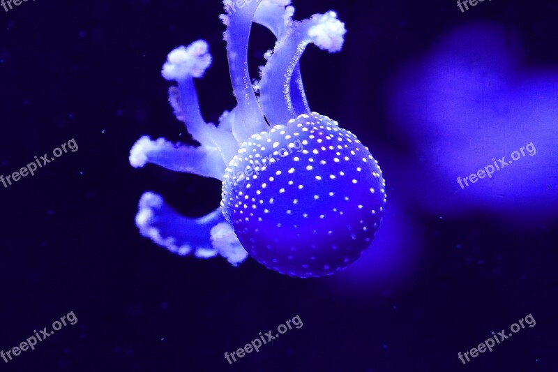 Jellyfish Aquarium Light Sea Ocean