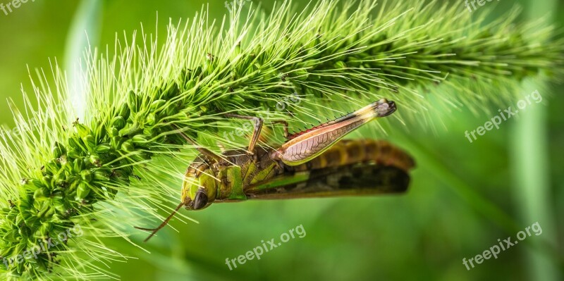 Grasshopper Insects Nature Foxtail Plants