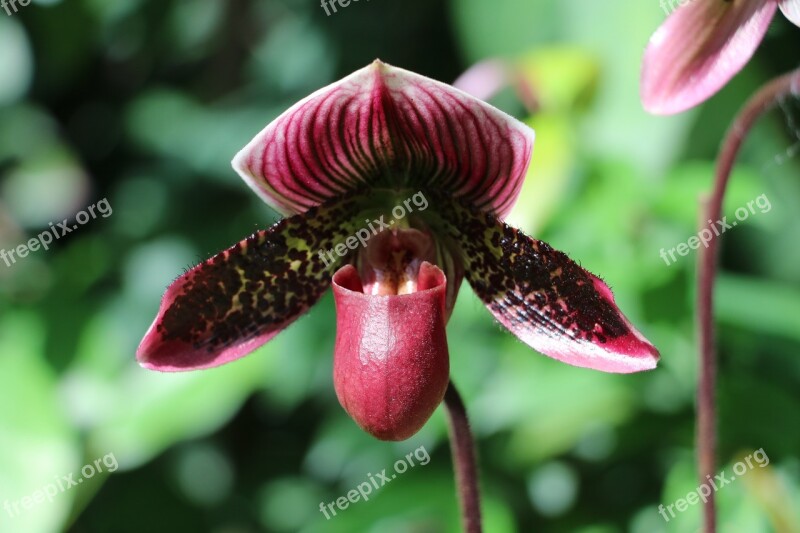 Orquidea Flower Garden Plant Exotic Plant