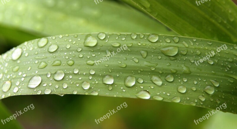 Rain Drops Green Droplet Rain Watery