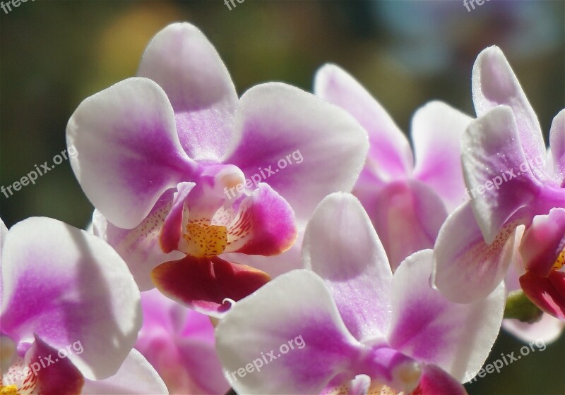 Hybrid Phalaenopsis Phalaenopsis Orchid White Pink