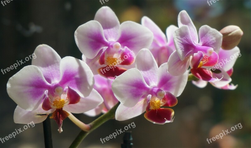 Hybrid Phalaenopsis Phalaenopsis Orchid White Pink