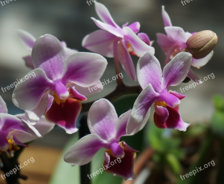 Hybrid Phalaenopsis Phalaenopsis Orchid White Pink