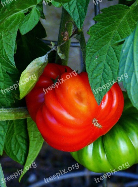 Vegetables Vegetable Market Healthy Buy Food