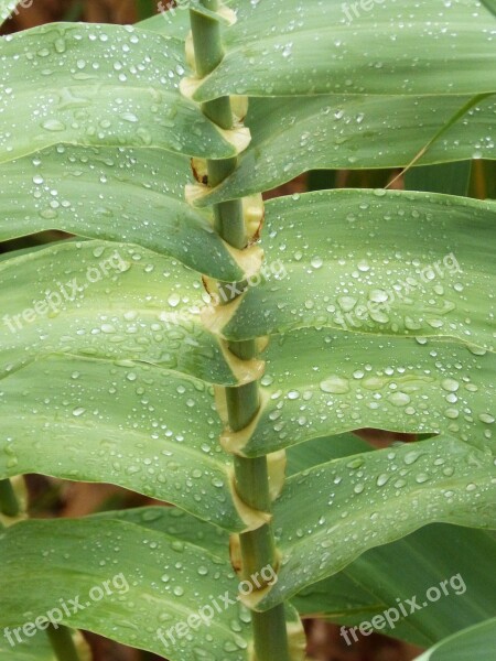 Canaveral American Cane Wet Rain Drops