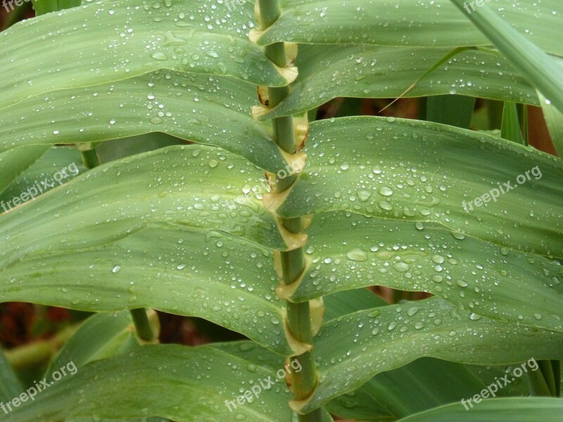 Canaveral American Cane Wet Rain Drops