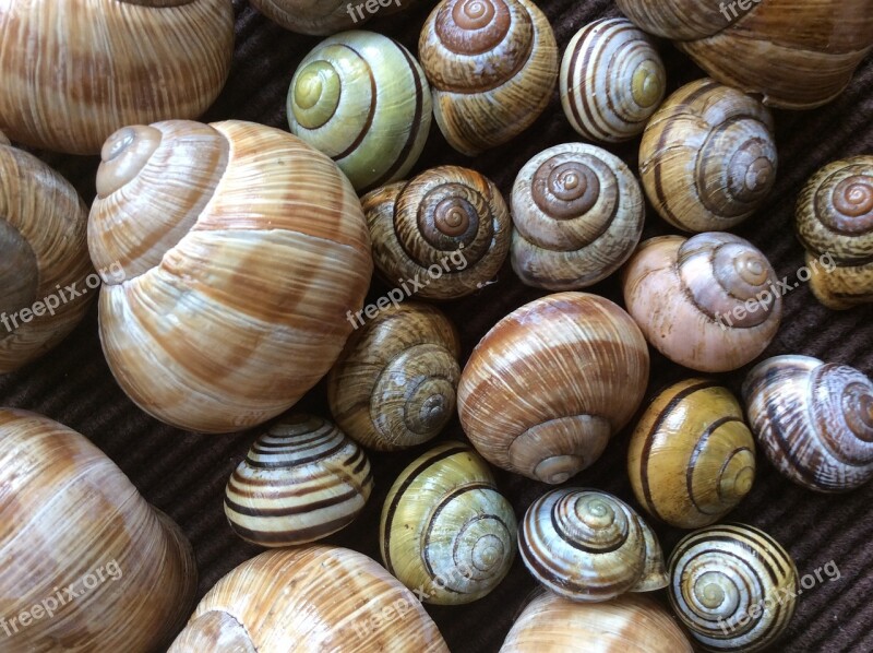 Snail Shell Nature Snail Shells Spiral