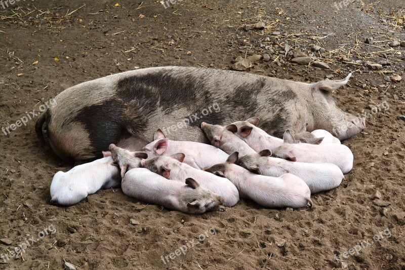 Pigs Piglet Suckle Livestock Curly Tail