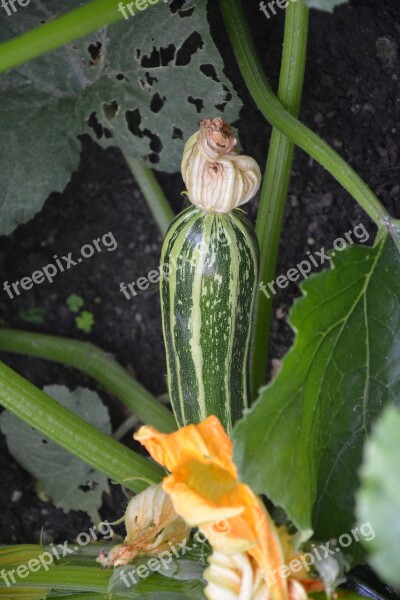 Zucchini Vegetables Blossom Bloom Garden