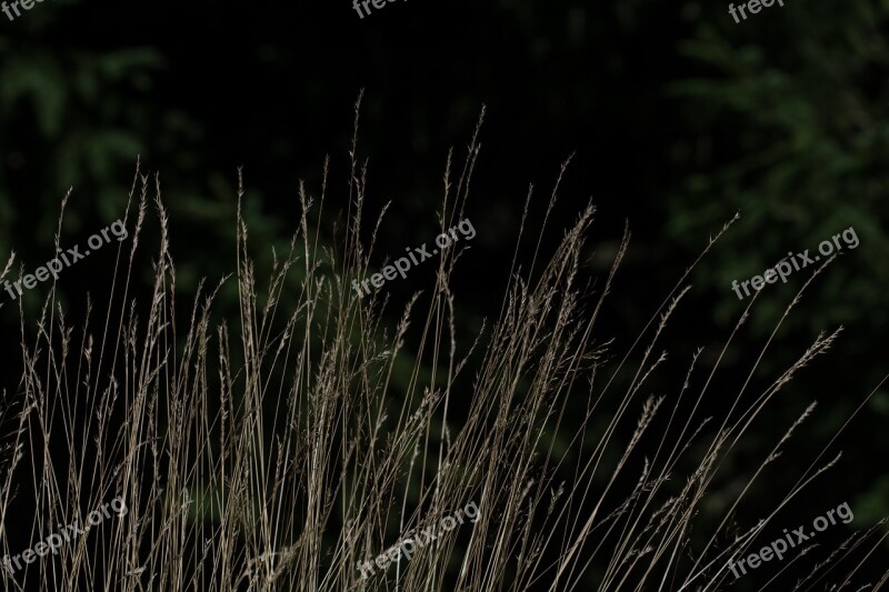 Grass Blades Of Grass Halme Grasses Nature