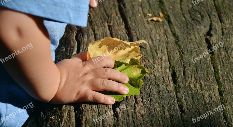 Child's Hand Hand Access Feel Experience Nature