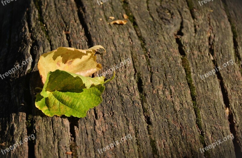 Leaves Autumn Fall Foliage Leaves In The Autumn Transience