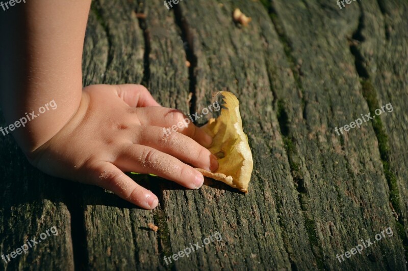 Hand Child's Hand Access Leaf Autumn