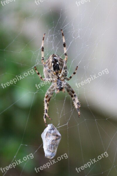 Araneus Diadematus Spider Garden Spider Cardinal Spider Web