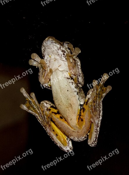 Emerald Spotted Tree Frog Webbed Feet Window Glass Black