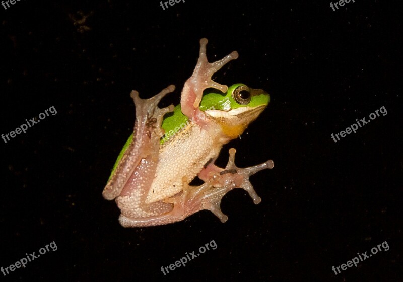 Green Tree Frog Green Yellow Tiny Webbed Feet