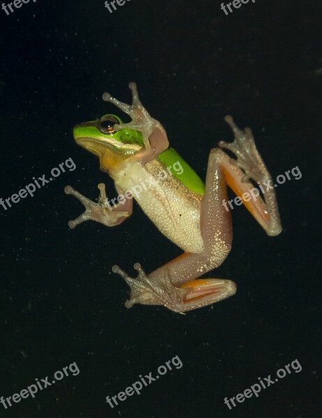 Green Tree Frog Green Yellow Tiny Webbed Feet