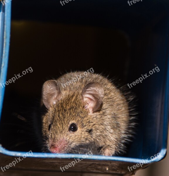 Antechinus Marsupial Mouse Marsupial Native Queensland