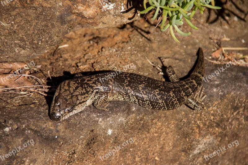 Skink Lizard Pink Tongue Skink Cyclodomorphus Gerrardii Reptile