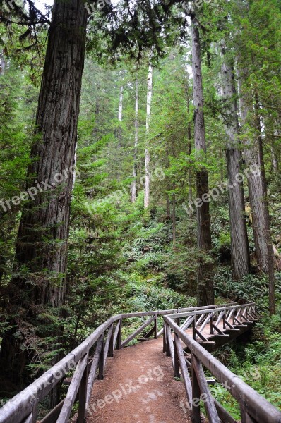 Usa America California Sequoia Trees Ladybird Johnson Grove