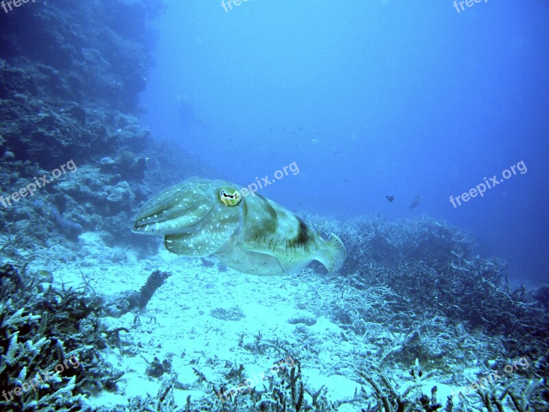 Squid Diving Underwater Water Reef