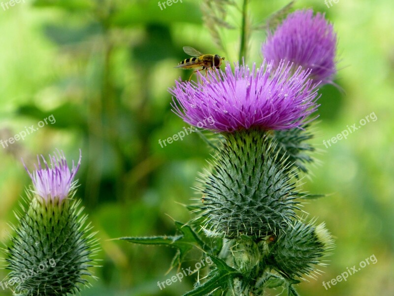 Flower Thistle Bee Insect Wild Flower