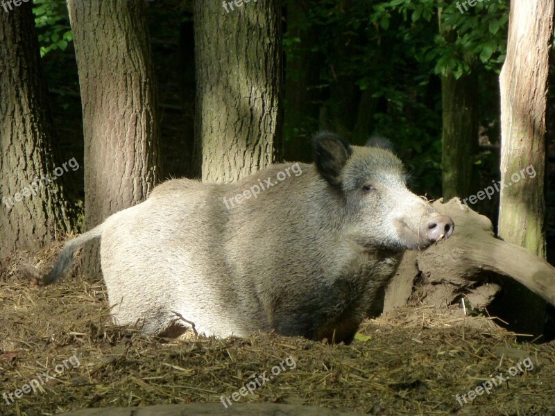 Boar Sow Animal Forest Nature