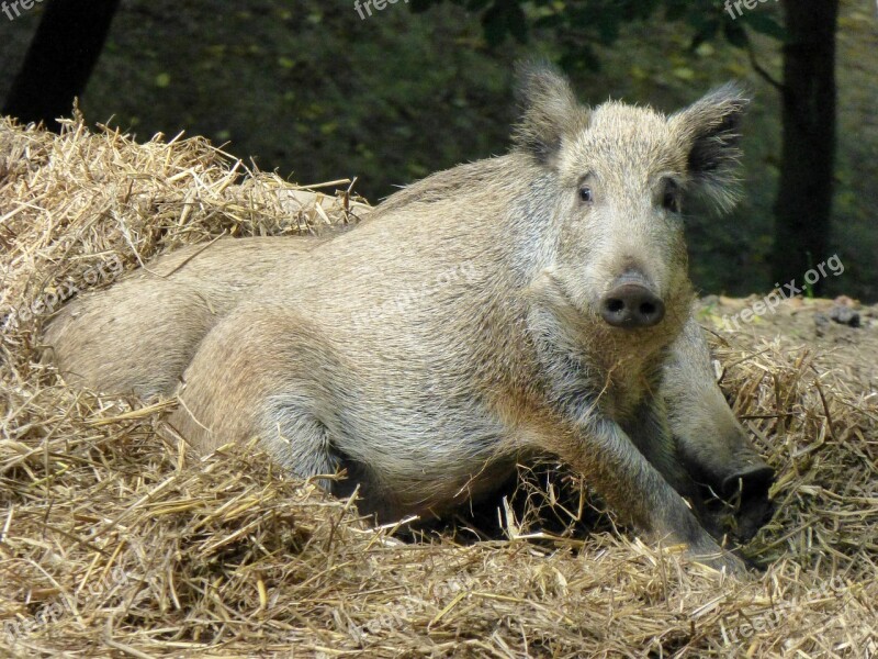 Boar Sow Animal Forest Nature