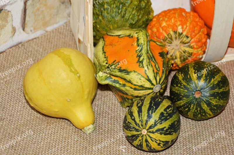 Pumpkins Decorative Squashes Decoration Autumn Colorful