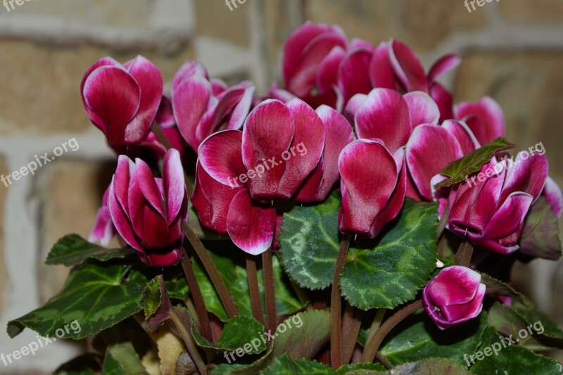 Cyclame Cyclamen Ornamental Plant Pink Rooms Cyclamen