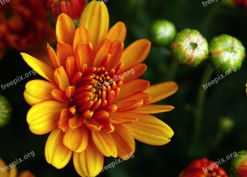 Autumn Chrysanthemums Autumn Flower Aster Autumn Flowers